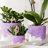 Kolibri Company | Pflanzenset Bloom Purple | Lila Vienna Orchidee + Grünpflanzen inkl. Übertöpfe