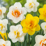 Narcisse double en mélange - 120 bulbes