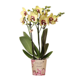 Orchidée Phalaenopsis jaune et rouge Diamond Uruguay - H 35 cm, pot Ø9 cm