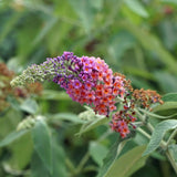 Green boutiQ - Sommerflieder - Buddleja davidii Flower Power - Blüte Orange Violett - 3 Pflanzen - 1m2 - Laubabwerfend - Schmetterlingsanziehend - Topf 17cm Höhe 30cm