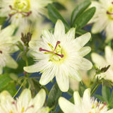 Green boutiQ - Passionsblume - Passiflora Avalanche - Blume Weiß - Pflegeleicht - 2 Pflanzen - Topf 11cm Höhe 40cm