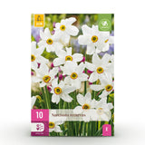 Green boutiQ - Blumenzwiebeln - Narzisse Recurvus - Farbe Weiß - 10 Stück - Zwiebelgröße 12/14 - XXL Pack
