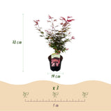 Green boutiQ - Terrassenpflanze - Japanischer Ahorn - Acer palmatum Shaina - Rot - 2 Pflanzen - Laubabwerfend - Topf 19cm Höhe 70cm