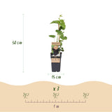 Green boutiQ - Obstpflanze - Violette Traube - Vitis vinifera Vanessa - Kernlos - 2 Pflanzen - Topf 15cm Höhe 50cm