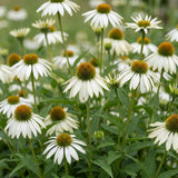 Échinacée blanche Alba - Echinacea purpurea - H 15-25 cm, pot Ø11 cm - photo 5