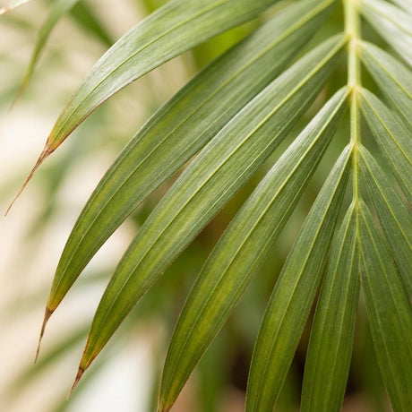 Green boutiQ - Zimmerpflanze - Goldpalme - Dypsis Lutescens Areca - Grün - Pflegeleicht - 1 Pflanze - Topf 21cm - Höhe 90 - 100cm