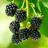 Framboisier noir Black Jewel - Rubus occidentalis - 2 plants - H 50 cm, pot Ø15 cm