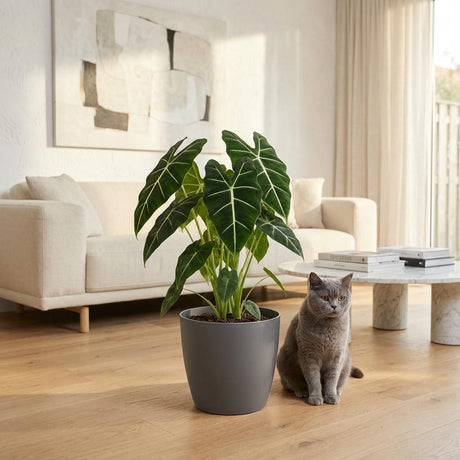 Green boutiQ - Zimmerpflanze - Elefantenohr - Alocasia Frydek - Grün - Pflegeleicht - 1 Pflanze - Topf 19cm - Höhe 60cm