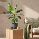 Green BoutiQ - Zimmerpflanzen - Musa acuminata Dwarf Cavendish - Bananenpflanze - Pflegeleicht - Grün - 1 Pflanze - mit Übertopf Grau - Topf 21cm - Höhe 70-75cm