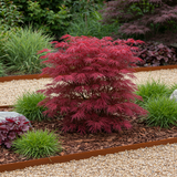Green boutiQ - Terrassenpflanze - Japanischer Ahorn - Acer palmatum Skeeters Broom - Violett - 2 Pflanzen - Laubabwerfend - Topf 19cm Höhe 70cm