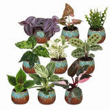 Baby plantes surprise avec cache-pots cuivre - lot de 3 à 12 mini plantes tropicales - pot Ø6 cm - photo 2