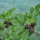 Green boutiQ - Gartenpflanze - Ficus carica Brown Turkey - Hochstamm - Terrassenpflanze - Laubabwerfend - Pflegeleicht - Topf 19cm Höhe 90cm
