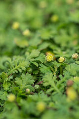 Cotule en godet - Leptinella squalida - H 10-25 cm, pot Ø9 cm - photo 5
