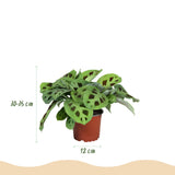 Green boutiQ - Zimmerpflanze - Maranta Silverband, Maranta Lemon Lime, Maranta Kerchoveana - Gebetspflanze - Tierfreundliche Pflanze - Grün - 3 Pflanzen - mit Übertopf Grau - Topf 12cm - Höhe 25cm