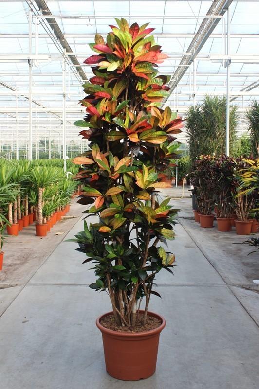 Codiaeum Iceton – 230 cm