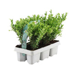 1x 6er-Pack Ilex crenata 'Jenny' – 6 x Ø7 cm – ↕15 cm