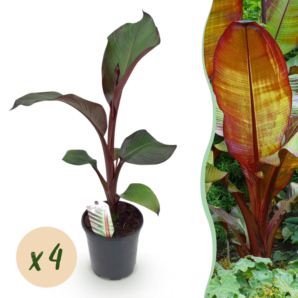 Green boutiQ - Fruitplant - Bananenpflanze - Ensete ventricosum Maurelli - Winterhart - 4 Pflanzen - Topf 17cm Höhe 40cm