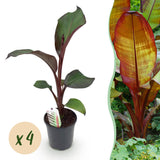Green boutiQ - Fruitplant - Bananenpflanze - Ensete ventricosum Maurelli - Winterhart - 4 Pflanzen - Topf 17cm Höhe 40cm