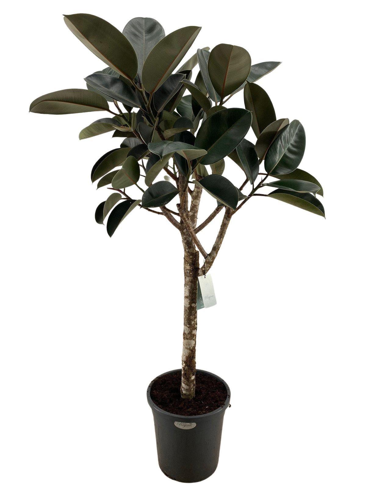 Ficus elastica 'Burgundy' - 170 cm