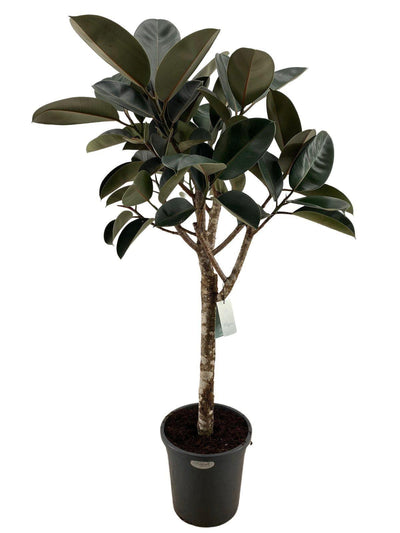 Ficus elastica 'Burgundy' - 170 cm