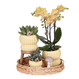 Orchidée Phalaenopsis jaune Blossom Lima et 2 succulentes - coffret Horizon jaune - pot Ø9 cm