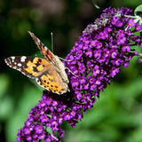 Green boutiQ - Sommerflieder - Buddleja davidii Black Night - Lila Blüten - 1 Pflanze - Laubabwerfend - Schmetterlingsanziehend - Topf 17cm Höhe 25cm