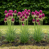Green boutiQ - Zwiebelblumen - Allium Sphaerocephalon - Farbe Violett - 100 Stück - Zwiebelgröße 5/6 - XXL Pack