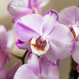 Orchidées Phalaenopsis roses Niagara Fall Xanion - lot de 2 ou 4 - pot Ø12 cm
