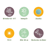 Green boutiQ - Terrassenpflanze - Eukalyptusbaum - Eucalyptus gunnii - Grau - 6 Pflanzen - Winterhart - Topf 17cm Höhe 40cm