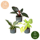 Baby Philodendron avec cache-pots Linnea bleu brume - Pink Princess, White Princess et Neon - lot de 3