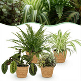Green boutiQ - Zimmerpflanze - Grünlilie - Maranta - Kallisie - Schwertfarn - 4er-Mix - Haustierfreundliche Pflanzen - Grün - 4 Pflanzen - mit Korb - Topf 12cm - Höhe 25cm