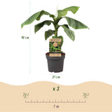 Green boutiQ - Obstpflanze - Japanische Faserbanane - Musa Basjoo - Winterhart - Topf 21cm Höhe 90cm