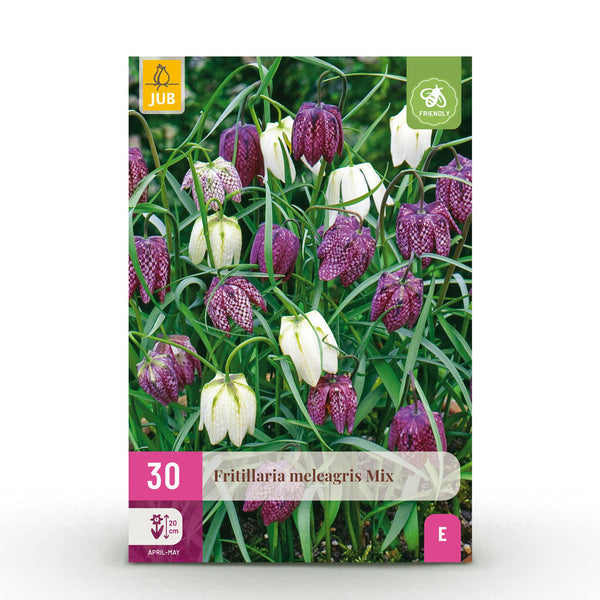 Green boutiQ - Blumenzwiebeln - Fritillaria Meleagris Mix - Farbe Lila und Weiß - 30 Stück - Zwiebelgröße 6/7 - XXL Pack
