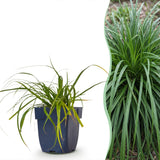Laîche du Japon Evergreen - Carex oshimensis - H 15-25 cm, pot Ø11 cm