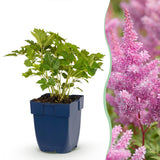 Astilbe naine Pumila - H 15-25 cm, pot Ø11 cm