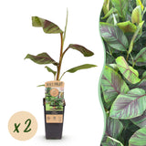 Green boutiQ - Fruitpflanze - Japanische Faserbanane - Musa Ever Red - Winterhart - 2 Pflanzen - Topf 15cm Höhe 50cm