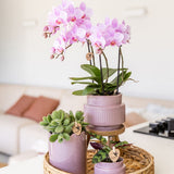 Orchidée Phalaenopsis rose Mineral Chamberry - H 35 cm, pot Ø9 cm