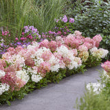 Hortensia paniculé Groundbreaker Blush - H 20-25 cm, pot Ø14 cm - photo 5