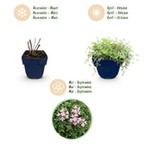 Thym rampant Minor - H 15-25 cm, pot Ø11 cm