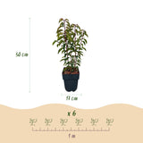 Green boutiQ - Haagpflanzen - Prunus lusitanica Angustifolia - grünes Blatt - 6 Pflanzen - 1 laufender Meter - immergrün - Topf 17cm Höhe 50cm