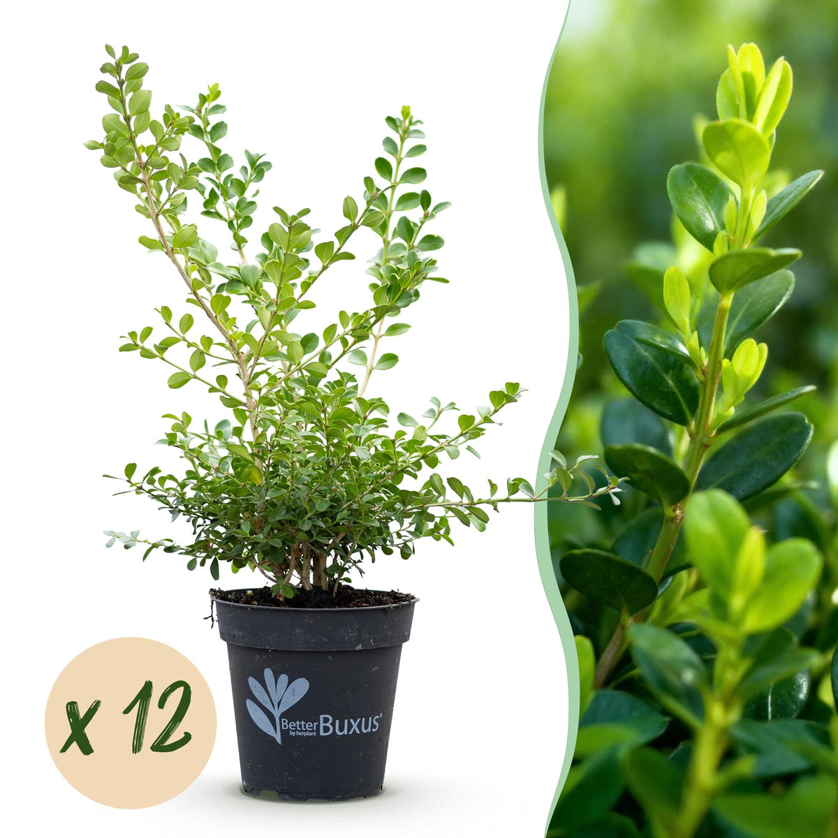 Green boutiQ - Buxus-Hecke - BetterBuxus Babylon Beauty - Resistent gegen Buchsbaumkrankheiten - 12 Pflanzen - 2 laufende Meter - Topf 13cm Höhe 30-35