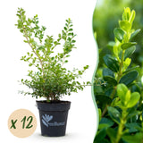 Green boutiQ - Buxus-Hecke - BetterBuxus Babylon Beauty - Resistent gegen Buchsbaumkrankheiten - 12 Pflanzen - 2 laufende Meter - Topf 13cm Höhe 30-35