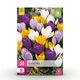 Green boutiQ - Blumenzwiebeln - Krokus Großblumig Mischung - Verschiedene Farben - 30 Stück - Zwiebelgröße 7/8 - XXL Pack