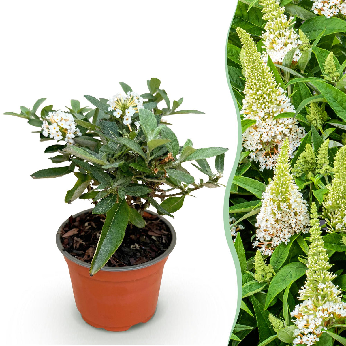 Green boutiQ - Gartenpflanze - Buddleja davidii Butterfly Candy Little White - Schmetterlingsflieder - Kompakt - Weiß - 1 Pflanze - Topf 12cm - Höhe 20-25cm