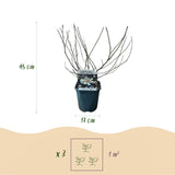 Green boutiQ - Sträucher - Magnolia Stellata - Blüte Weiß - 1 Pflanze - Laubabwerfend - Wenig Pflege - Topf 17cm Höhe 45cm