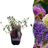 Green boutiQ - Sommerflieder - Buddleja davidii Tricolour - Blüten Rosa, Weiß und Violett - 1 Pflanze - Laubabwerfend - Schmetterlingsanziehend - Topf 17cm Höhe 30cm