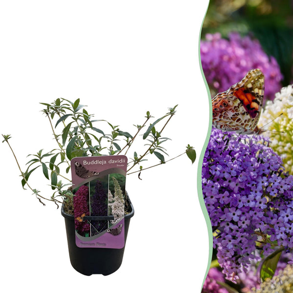 Green boutiQ - Sommerflieder - Buddleja davidii Tricolour - Blüten Rosa, Weiß und Violett - 1 Pflanze - Laubabwerfend - Schmetterlingsanziehend - Topf 17cm Höhe 30cm