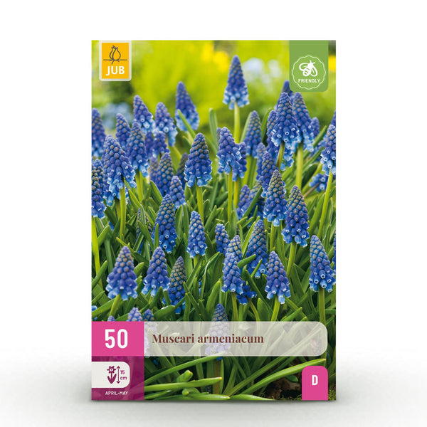 Green boutiQ - Blumenzwiebeln - Muscari Armeniacum - Farbe Blau - 50 Stück - Zwiebelgröße 8/9 - XXL Pack