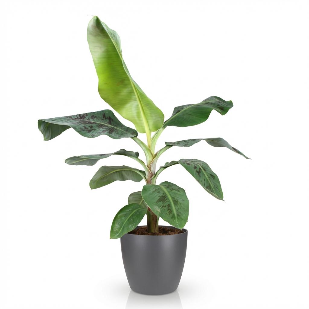Green BoutiQ - Zimmerpflanzen - Musa acuminata Dwarf Cavendish - Bananenpflanze - Pflegeleicht - Grün - 1 Pflanze - mit Übertopf Grau - Topf 21cm - Höhe 70-75cm