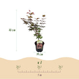 Green boutiQ - Terrassenpflanze - Japanischer Ahorn - Acer palmatum Atropurpureum - Lila - 2 Pflanzen - Laubabwerfend - Topf 19cm Höhe 70cm